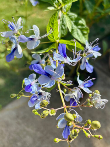 Send your best photos from Maui County to mauiphotos@mauinews.com for a chance to see them featured on our website and in our weekly print edition.